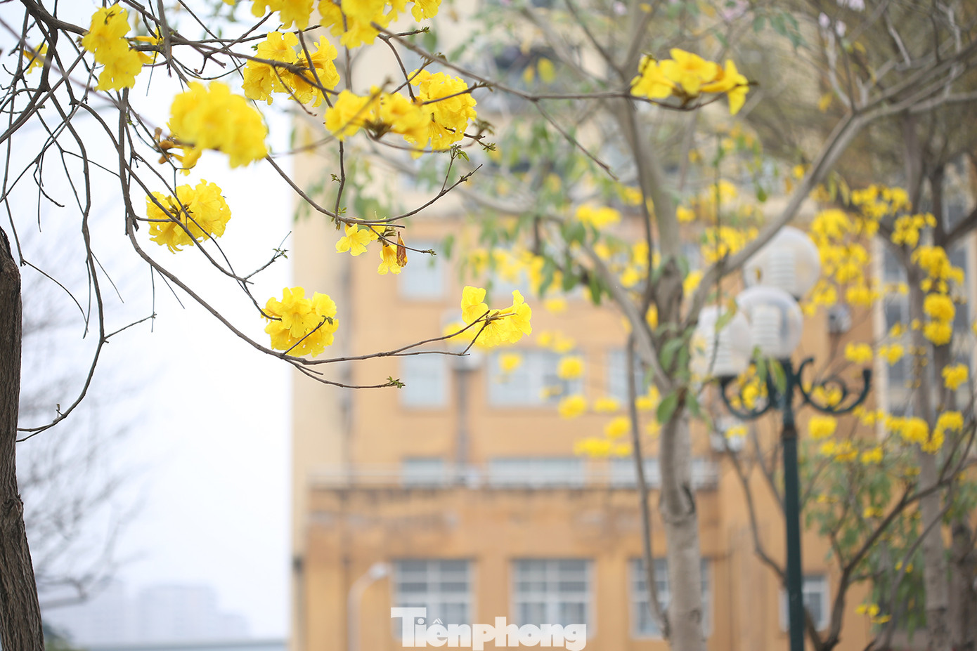 Theo tìm hiểu của phóng viên, loại cây này có tên "hoa phong linh", hay còn gọi là "hoa chuông vàng".