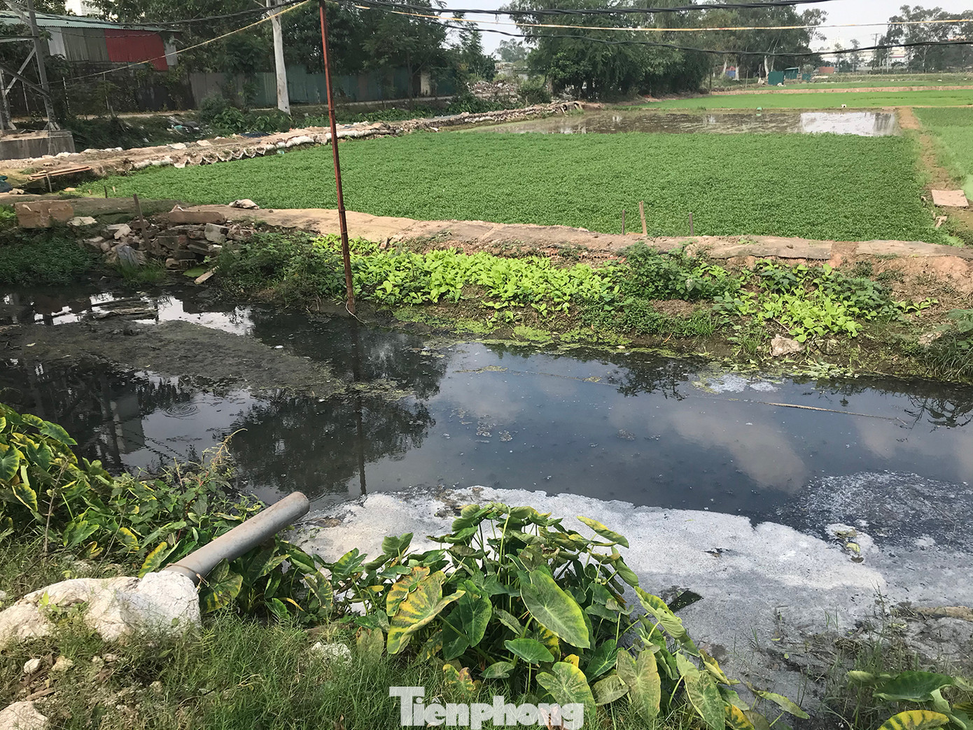 Ruộng trồng rau bên kênh nước thải ô nhiễm ở xã Tả Thanh Oai (Thanh Trì, Hà Nội). Ảnh: Trường Phong Ruộng trồng rau bên kênh nước thải ô nhiễm ở xã Tả Thanh Oai (Thanh Trì, Hà Nội). Ảnh: Trường Phong