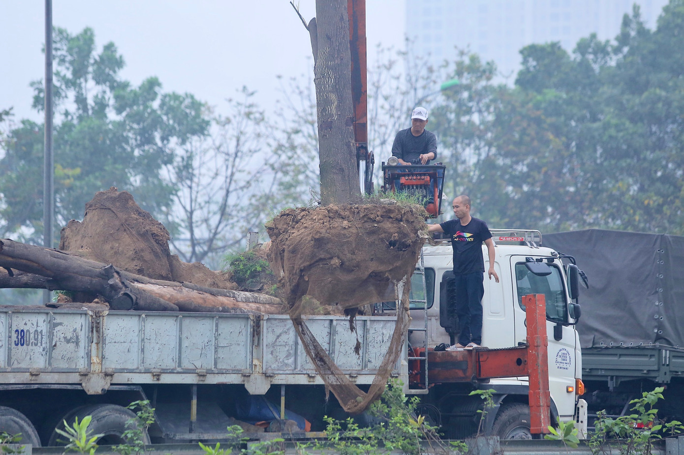 Nhiều gốc cây khi nhổ lên vẫn giống như thời điểm trồng lại, bộ rễ cây không hề phát triển. Ảnh: Duy Phạm.