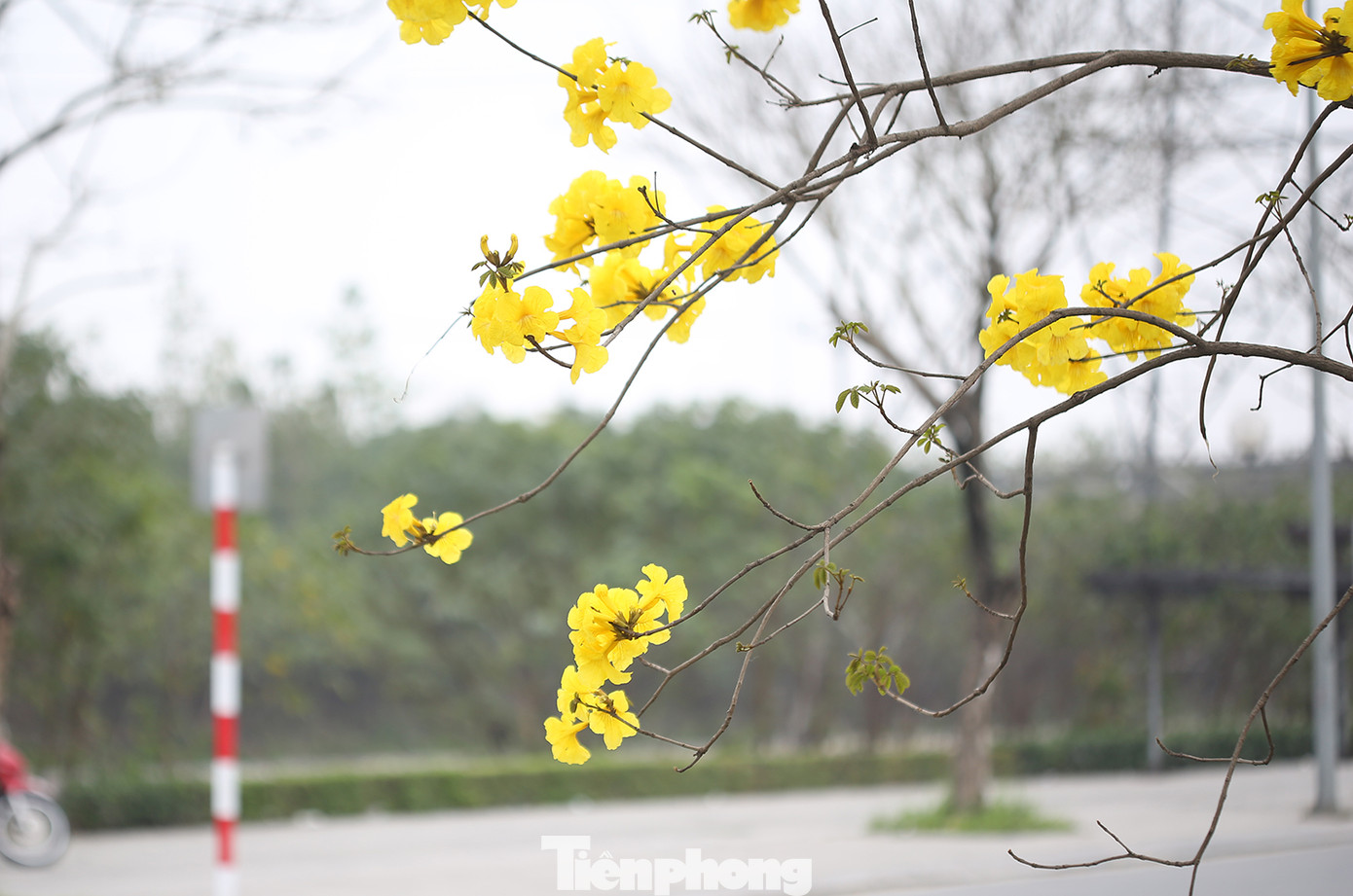 Một khu đô thị ở Hà Đông cũng trồng khá nhiều loại hoa này.