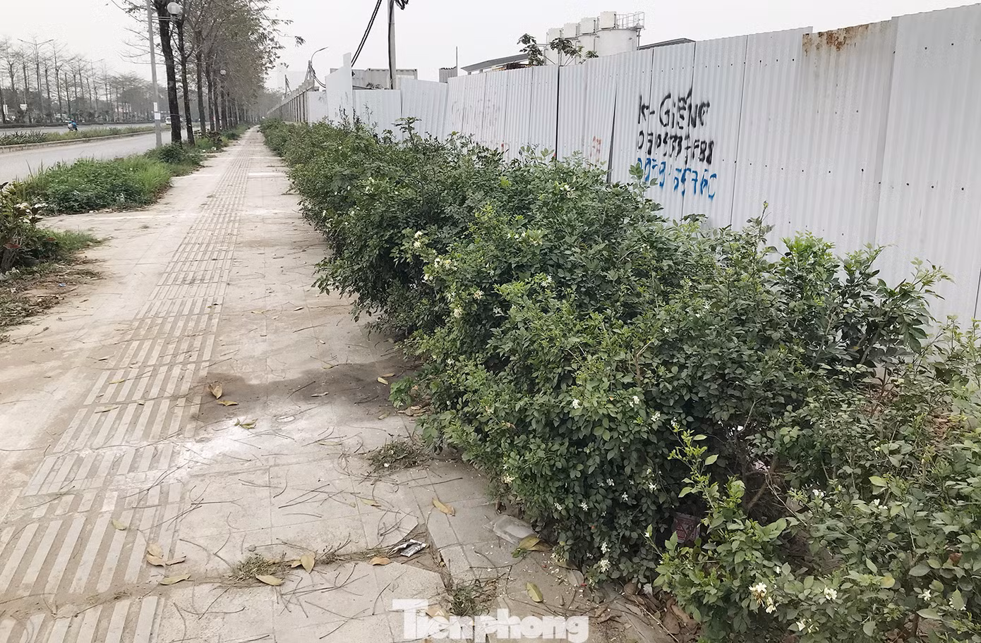 Theo nhiều chuyên gia, việc lát đá vỉa hè không đảm bảo theo các tiêu chuẩn, quy chuẩn theo quy định sẽ gây nhiều hệ luỵ về sau, đặc biệt là chi phí duy tu, bảo dưỡng, sửa chữa. Phó Giám đốc Sở Xây dựng Hà Nội Mạc Đình Minh thông tin, Sở Xây dựng Hà Nội sẽ tiến hành thanh tra, kiểm tra các dự án lát đá vỉa hè trên địa bàn thành phố. Ảnh: Trường Phong.