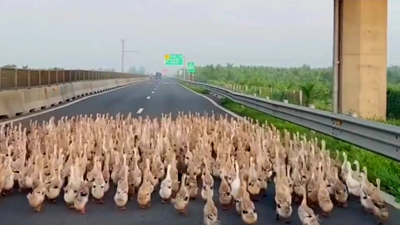 Đàn vịt xuất hiện trên cao tốc Trung Lương - Mỹ Thuận. Ảnh cắt từ clip.