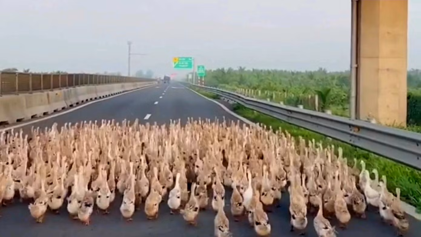 Đàn vịt xuất hiện trên cao tốc Trung Lương - Mỹ Thuận. Ảnh cắt từ clip. Đàn vịt xuất hiện trên cao tốc Trung Lương - Mỹ Thuận. Ảnh cắt từ clip.