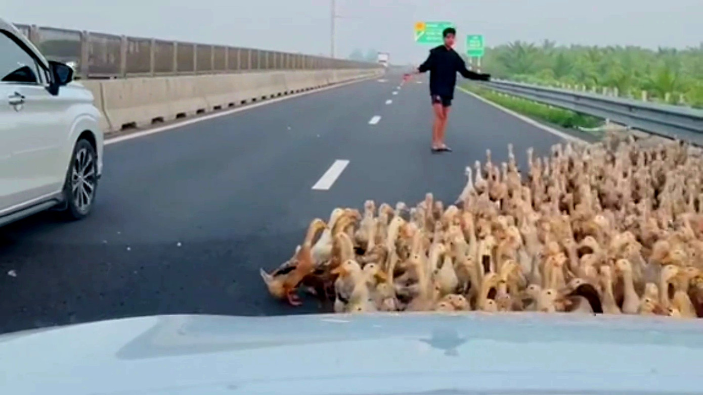 Nam thanh niên lùa vịt ra khỏi cao tốc Trung Lương - Mỹ Thuận. Ảnh cắt từ clip.