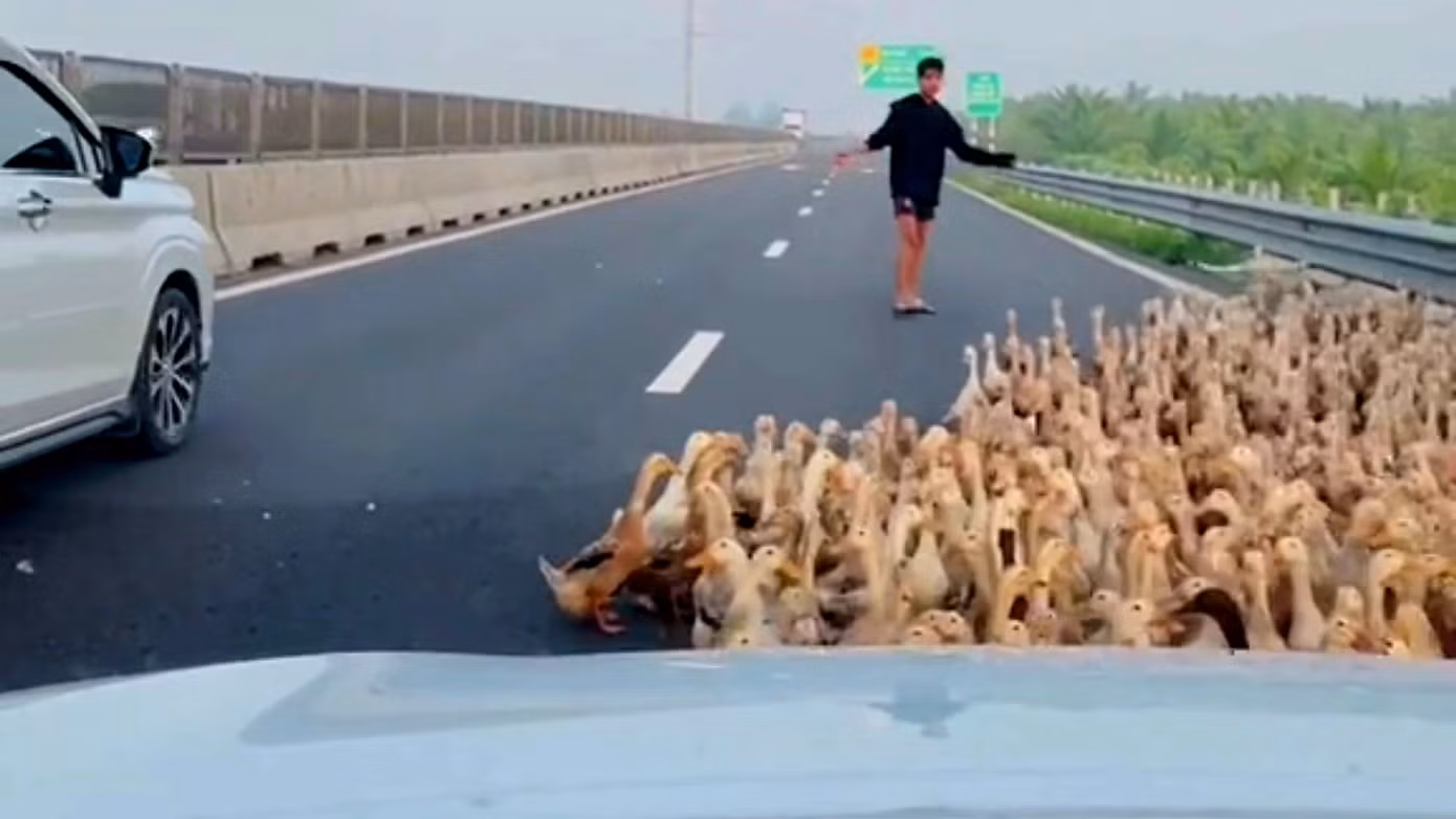 Nam thanh niên lùa vịt ra khỏi cao tốc Trung Lương - Mỹ Thuận. Ảnh cắt từ clip. Nam thanh niên lùa vịt ra khỏi cao tốc Trung Lương - Mỹ Thuận. Ảnh cắt từ clip.