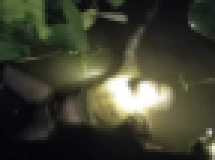 Thi thể người đàn ông được phát hiện đang trong giai đoạn phân huỷ.