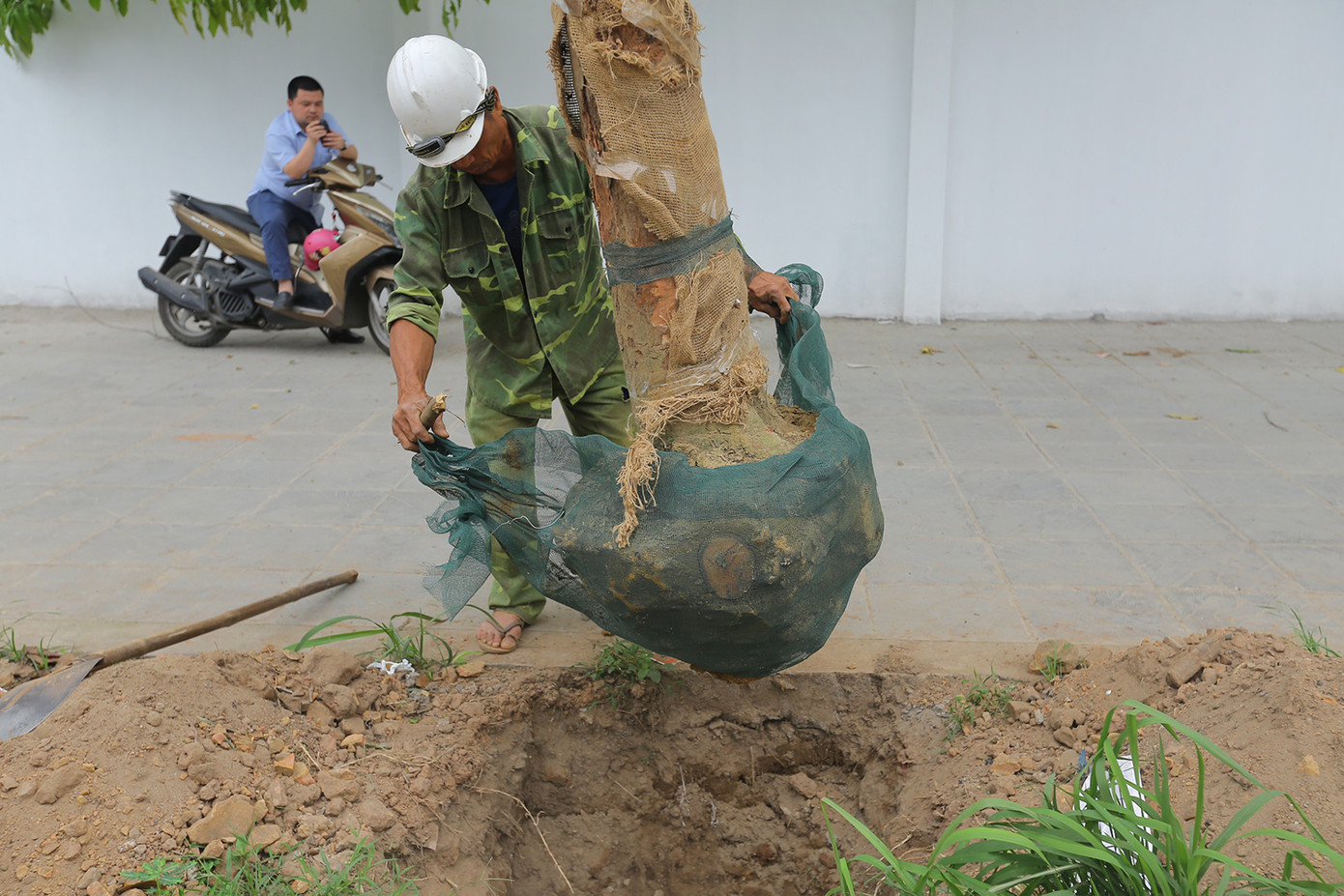 Công nhân gỡ bỏ tấm lưới bảo vệ bồn trước khi trồng cây. Vài ngày trước, nhiều cây xanh bị chết trên tuyến đường này, khi nhổ lên vẫn thấy còn những tấm lưới này, bộ rễ cây không phát triển. Ảnh: Duy Phạm.
