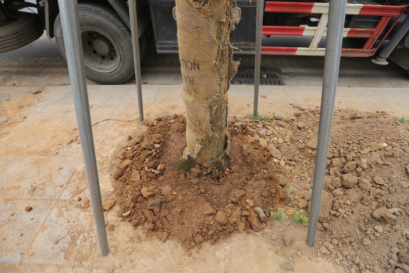 Những cây xanh mới trồng được bố trí chống gãy, đổ bằng hệ thống cọc sắt. Ảnh: Duy Phạm.