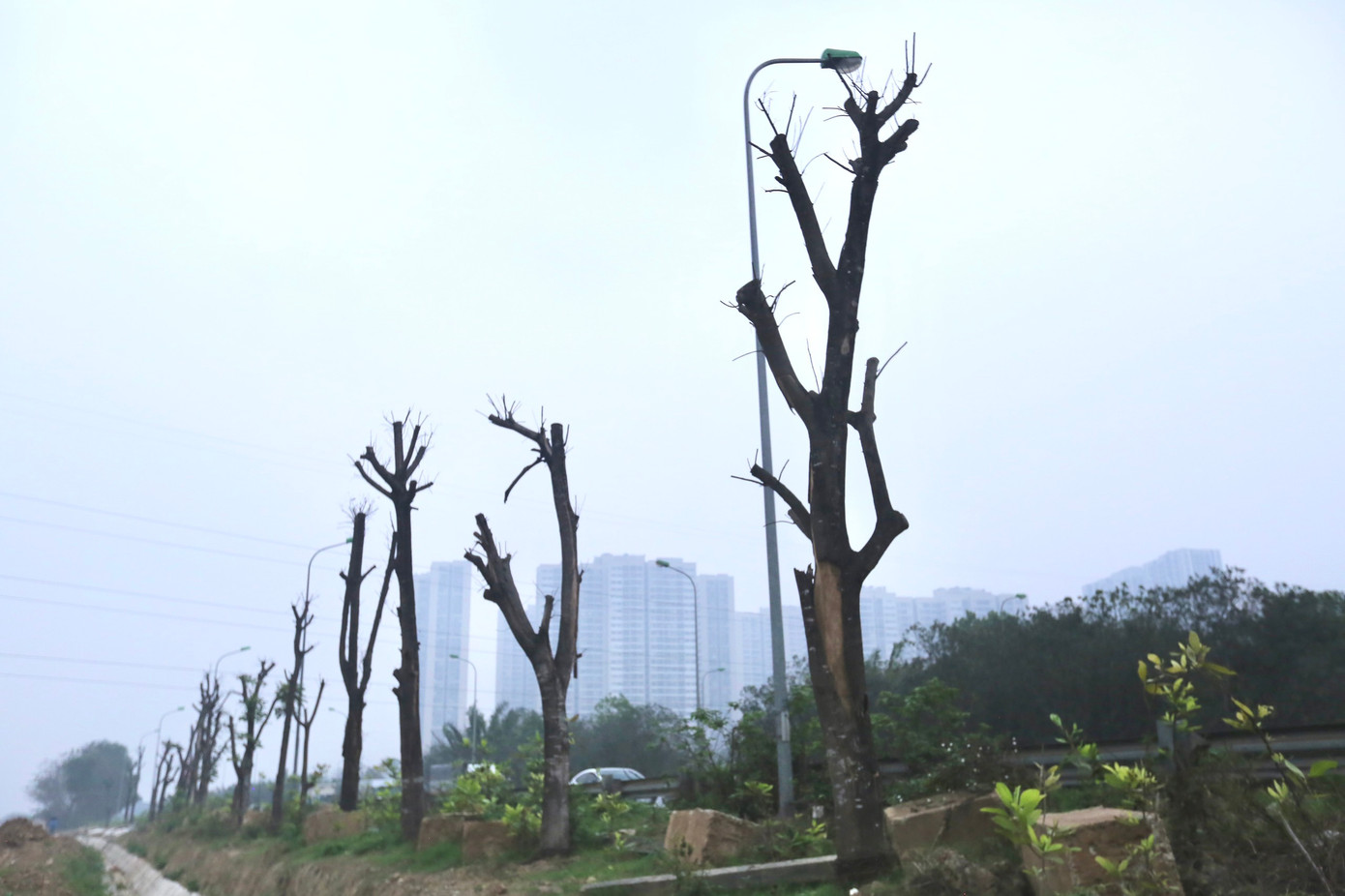 Khi được trồng lại tại đây, nhiều cây chết khô dù trước đó đang rất xanh tốt. Ảnh: Duy Phạm.