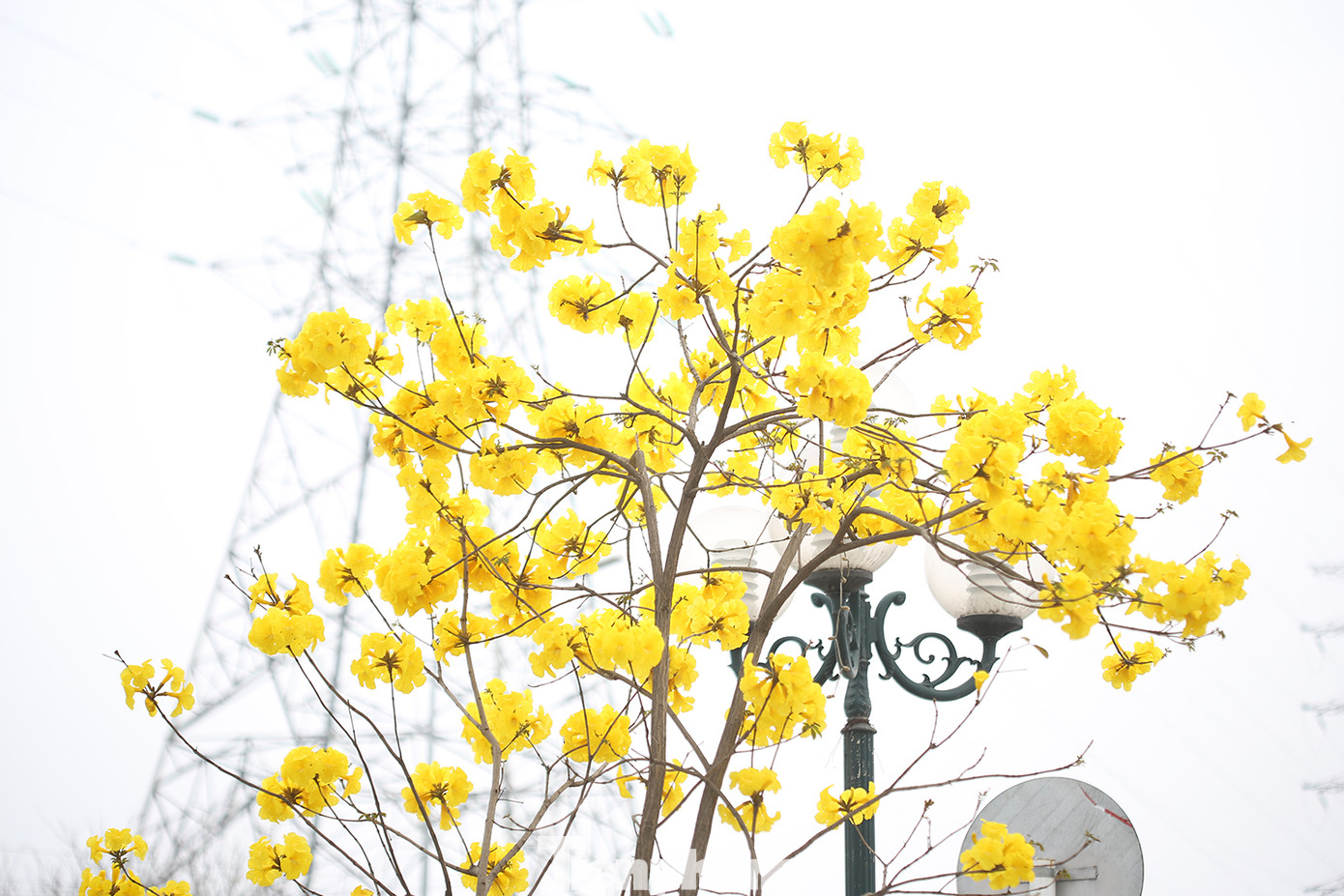 Một điều khá đặc biệt, loại cây này nở hoa nhiều, ít lá làm nổi bật lên một màu vàng rực rỡ.