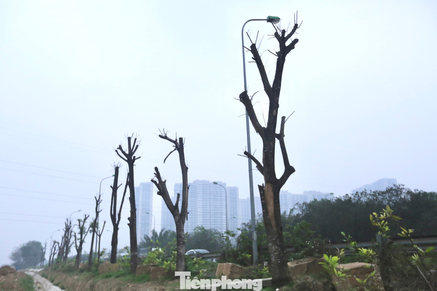 Hàng cây xanh chết khô ở đại lộ Thăng Long. Ảnh: Duy Phạm