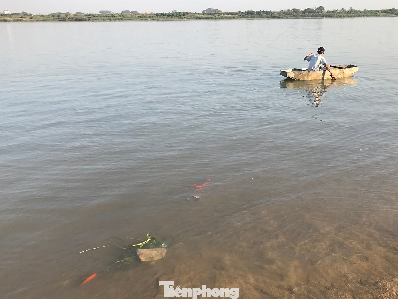 Một đàn cá chép vàng loại nhỏ được thả xuống sông Hồng. Loại này quá nhỏ để mắc lưới, nên không gặp nguy hiểm. Ảnh: Trường Phong