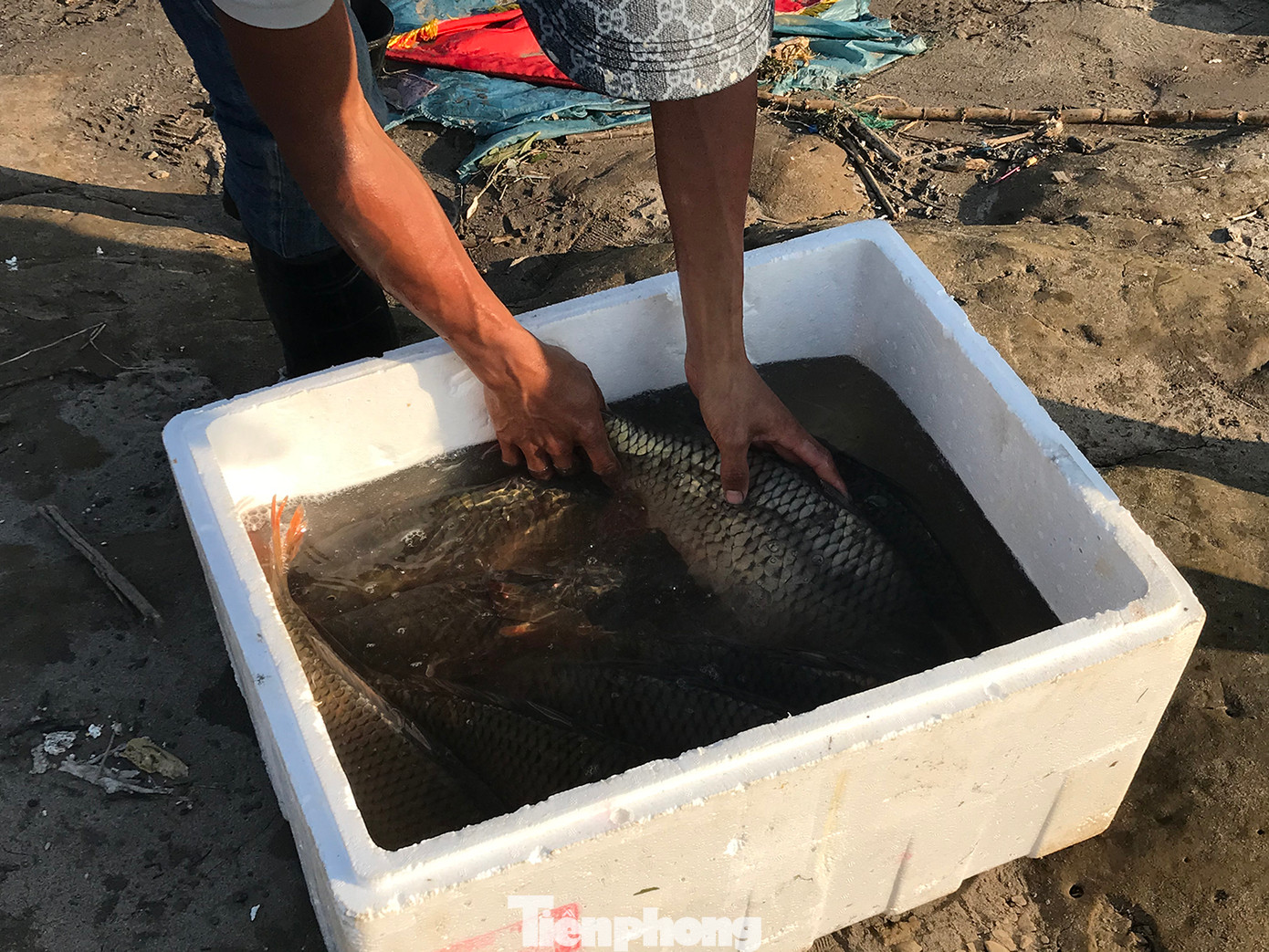 "Còn 1 con nữa chắc không bắt được", một người bắt cá nói, đồng thời đếm 8 con cá vừa bắt được. Mỗi con cá nặng từ 1 - 2kg. Ảnh: Trường Phong