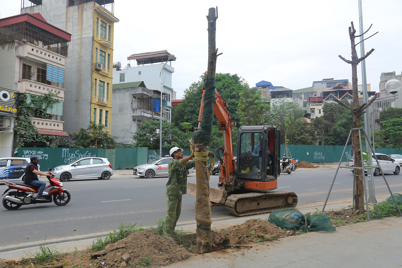 Những cây được trồng mới về kích thước tương tự như những cây trồng trước đây. Ảnh: Duy Phạm.