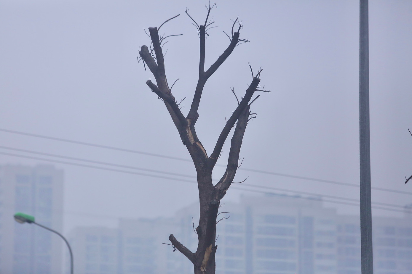 Những cây xanh này không khác những que củi, không còn sự sống. Ảnh: Duy Phạm