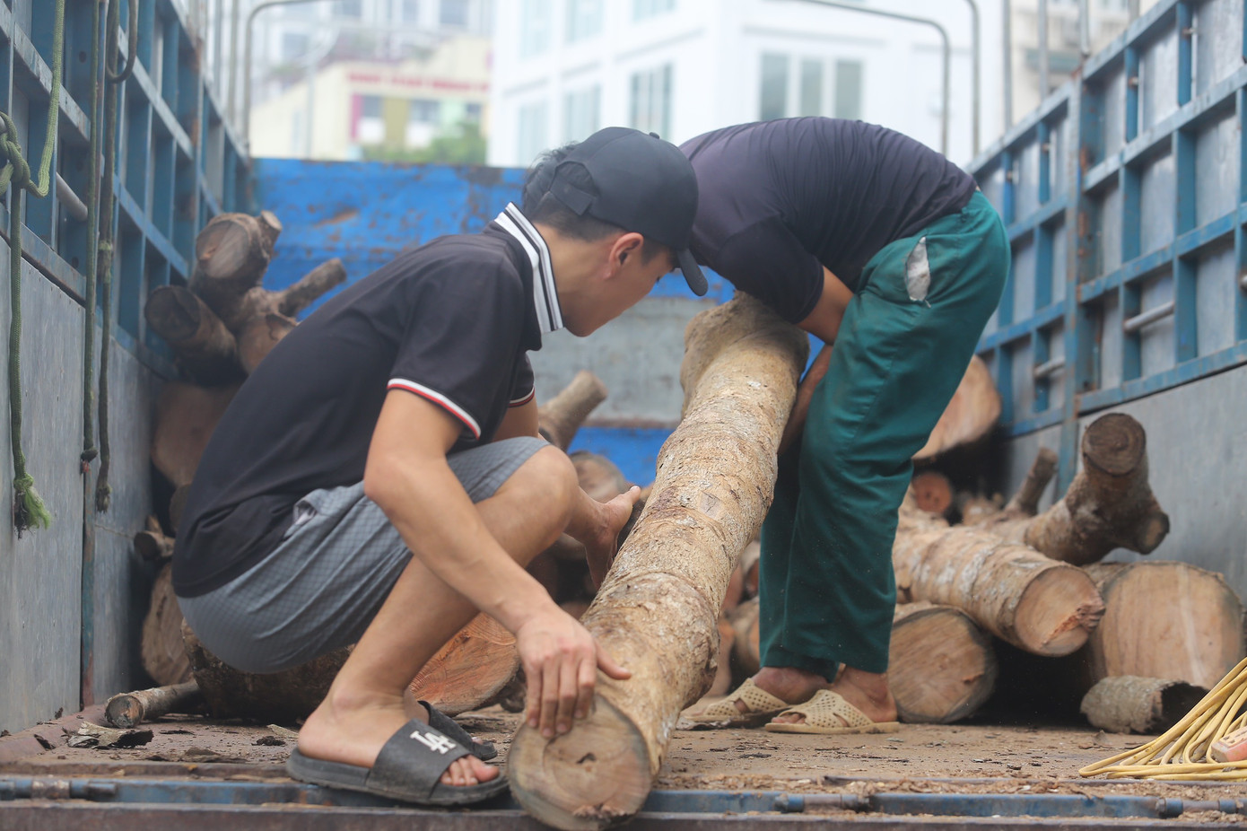 Theo Ban Quản lý dự án quận Đống Đa, hiện nay công trình đang trong giai đoạn tạm bàn giao để đưa vào sử dụng, trách nhiệm quản lý, chăm sóc, bảo hành cây do nhà thầu thi công thực hiện. Ảnh: Duy Phạm.