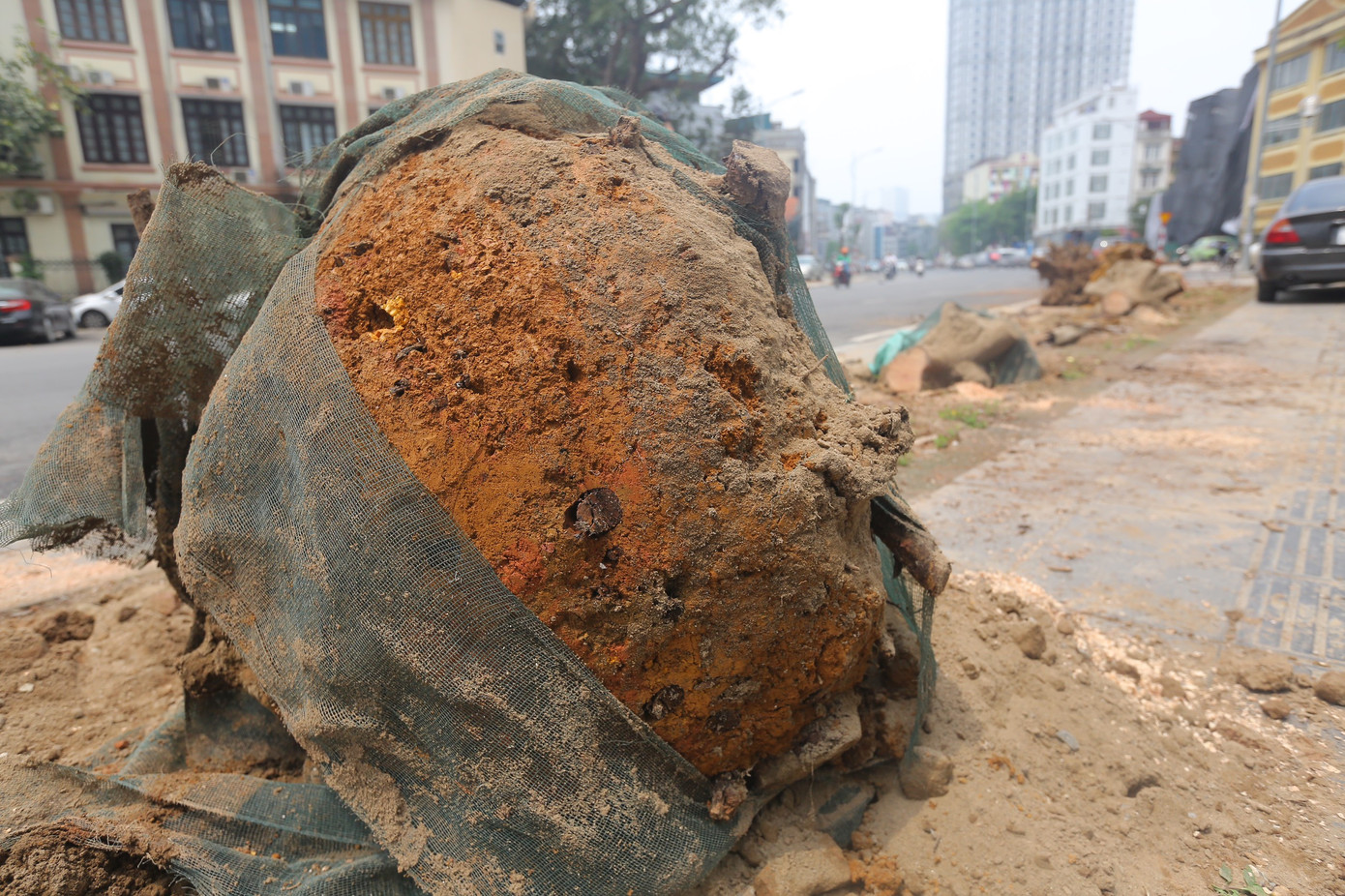 Thậm chí, nhiều cây vẫn còn nguyên màng bọc thời điểm mới trồng. Ảnh: Duy Phạm.