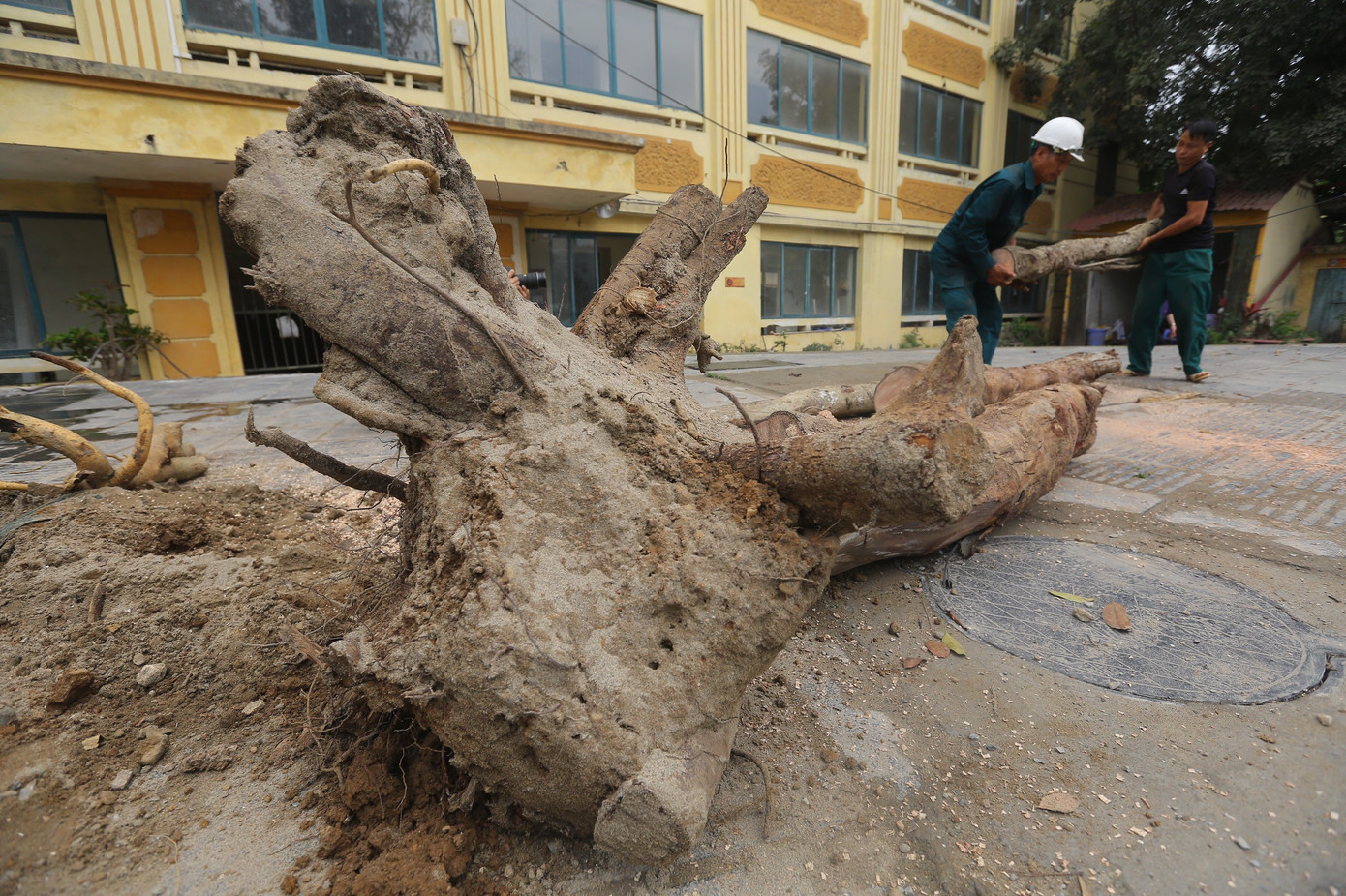 Các công nhân tiến hành dọn dẹp, xử lý cây xanh chết khô trên đường Huỳnh Thúc Kháng kéo dài. Ảnh: Duy Phạm.