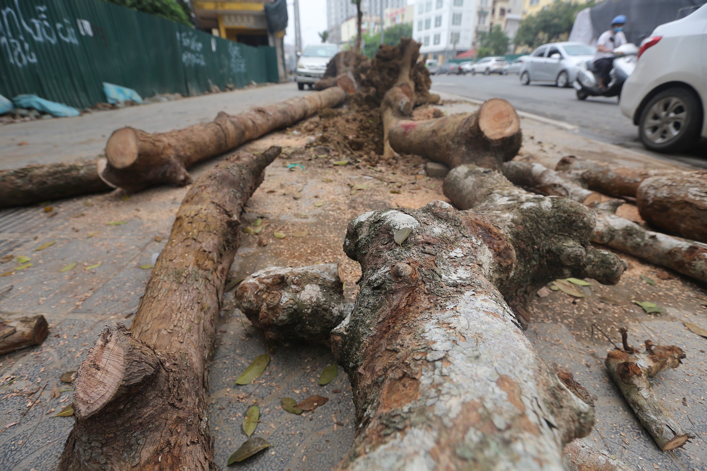 Các cây bị chết được chặt hạ, cắt xẻ thành đoạn nhỏ để vận chuyển đi nơi khác. Ảnh: Duy Phạm.