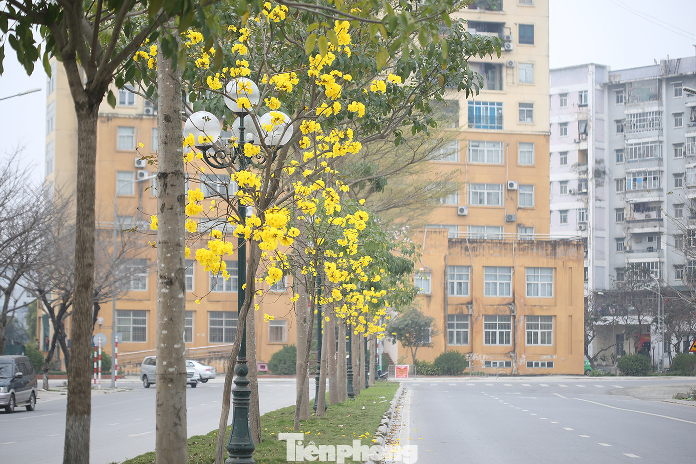 Trên đường trước Trung tâm hành chính quận Hoàng Mai, hàng cây còn khá nhỏ, thấp nhưng nở hoa rất rực rỡ.