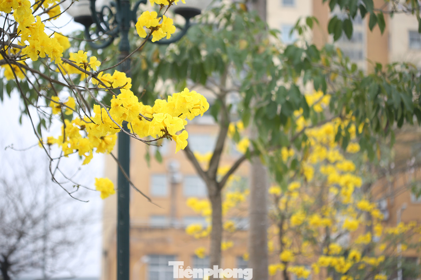 Hàng cây trồng ở dải phân cách trước Trung tâm hành chính quận Hoàng Mai (Hà Nội) đang nở hoa vàng rực.