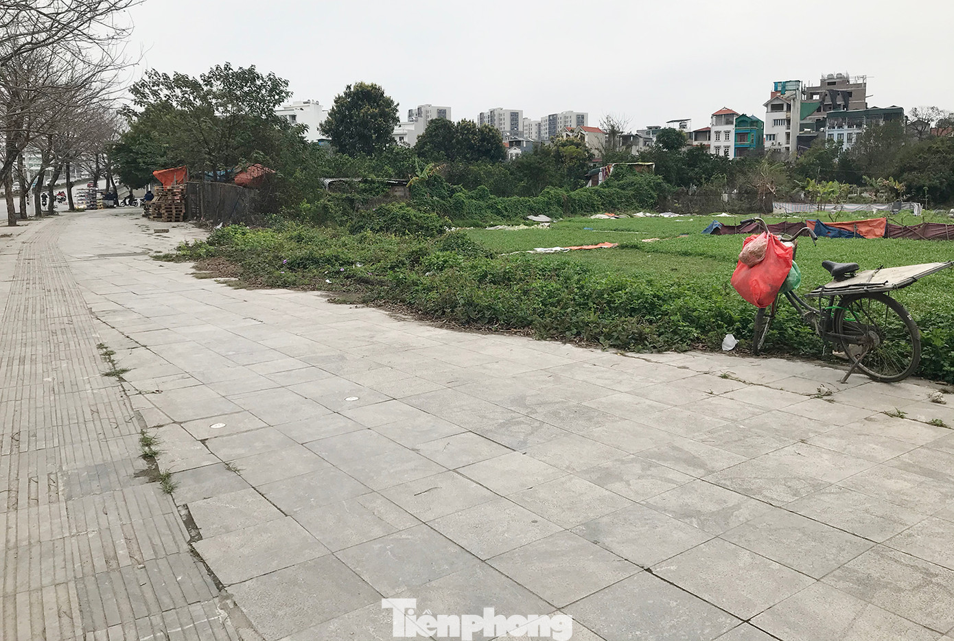 Tuyến đường Trịnh Văn Bô cũng đi qua nhiều địa bàn còn vườn tạp, ruộng rau muống, nên vỉa hè nhiều khu vực bị nghiêng, lún, nứt, hư hỏng nhiều. Ảnh: Trường Phong.