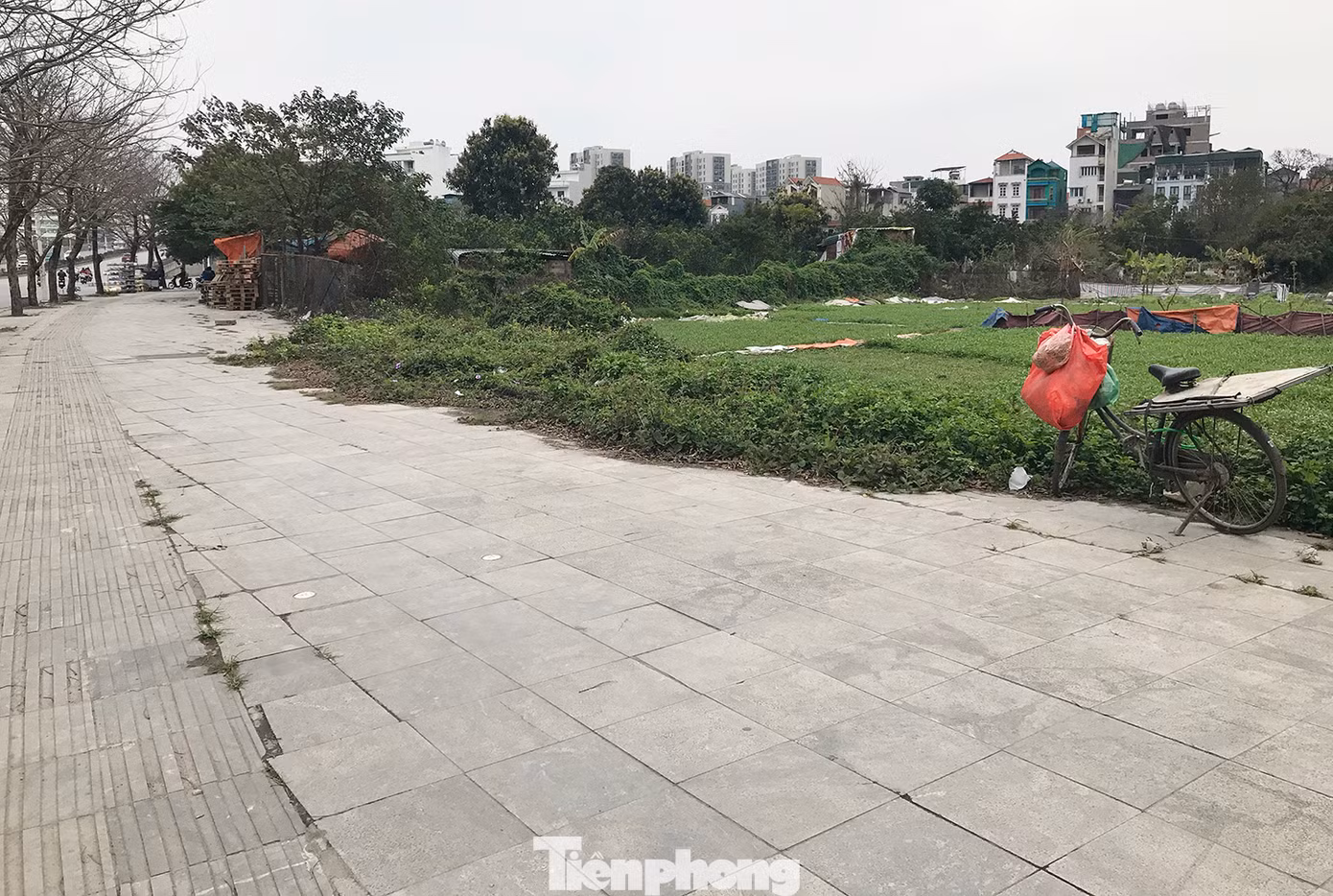 Tuyến đường Trịnh Văn Bô cũng đi qua nhiều địa bàn còn vườn tạp, ruộng rau muống, nên vỉa hè nhiều khu vực bị nghiêng, lún, nứt, hư hỏng nhiều. Ảnh: Trường Phong.