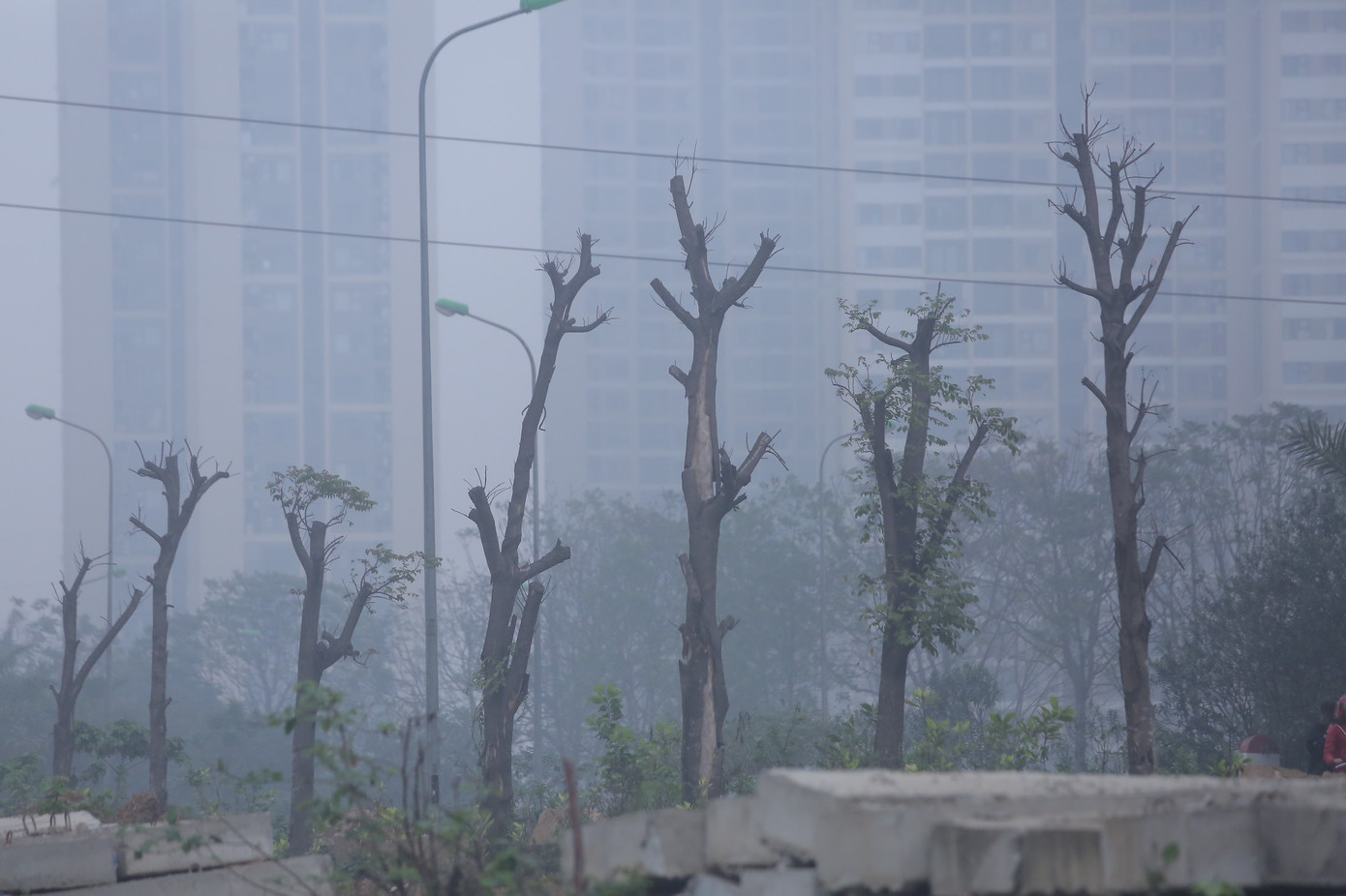 Hà Nội đang vào thời điểm mùa xuân, đáng lẽ cây cối phải đâm chồi, nảy lộc, nhưng những cây xanh này không còn tín hiệu sống. Ảnh: Duy Phạm.