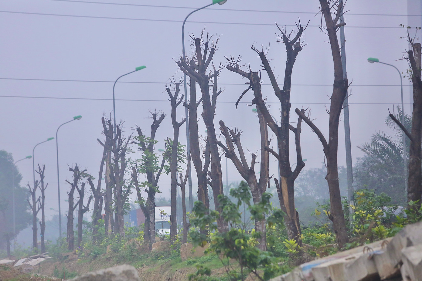 Theo tìm hiểu của phóng viên Tiền Phong, những cây xanh này vốn được trồng ở Đại lộ Thăng Long, nhưng do thi công dự án, nên được trồng lại ở khu vực giáp giữa làn đường cao tốc và đường gom Đại lộ Thăng Long. Ảnh: Duy Phạm.