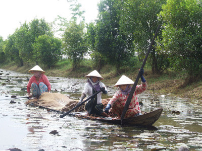 Sinh kế của nông dân ĐBSCL khó khăn hơn kể từ khi tám đập thủy điện được xây dựng ở thượng nguồn Mekong thuộc lãnh thổ Trung Quốc
