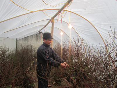 Bác Nguyễn Văn Chiến thắp điện chống rét cho đào. Bác Nguyễn Văn Chiến thắp điện chống rét cho đào