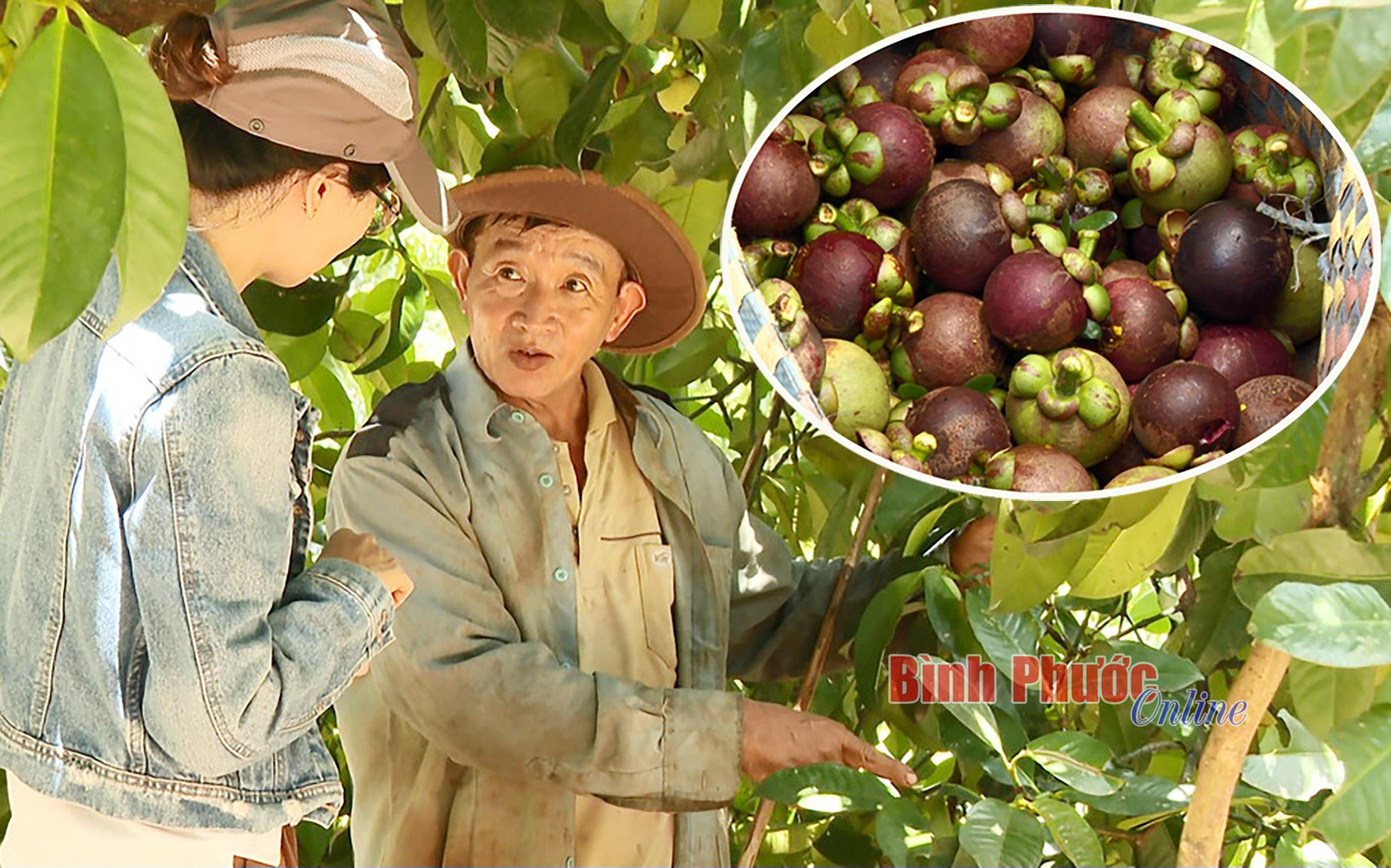 Với kinh nghiệm gần 30 năm trồng măng cụt, ông Nguyễn Văn Nhân, thôn 6, xã Đoàn Kết, huyện Bù Đăng (tỉnh Bình Phước) khẳng định hái măng cụt xanh không ảnh hưởng tới cây