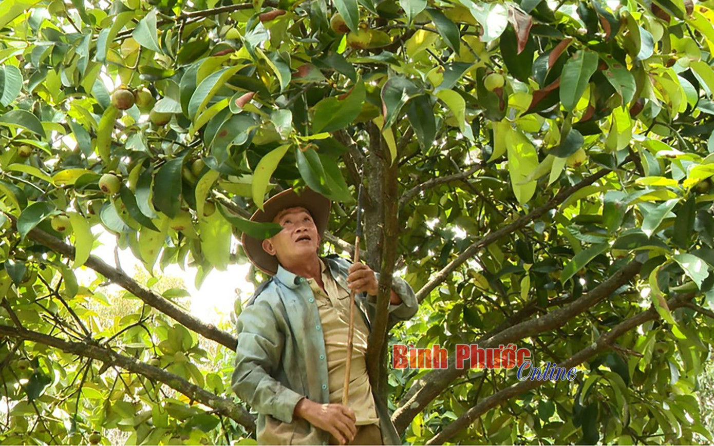 Theo ông Nhân, măng cụt chỉ cần xuất hiện tím ở đầu cuống là hái được, để qua đêm, măng cụt sẽ đạt màu đẹp nhất...