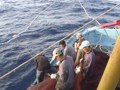 Ngóng chờ cá đến