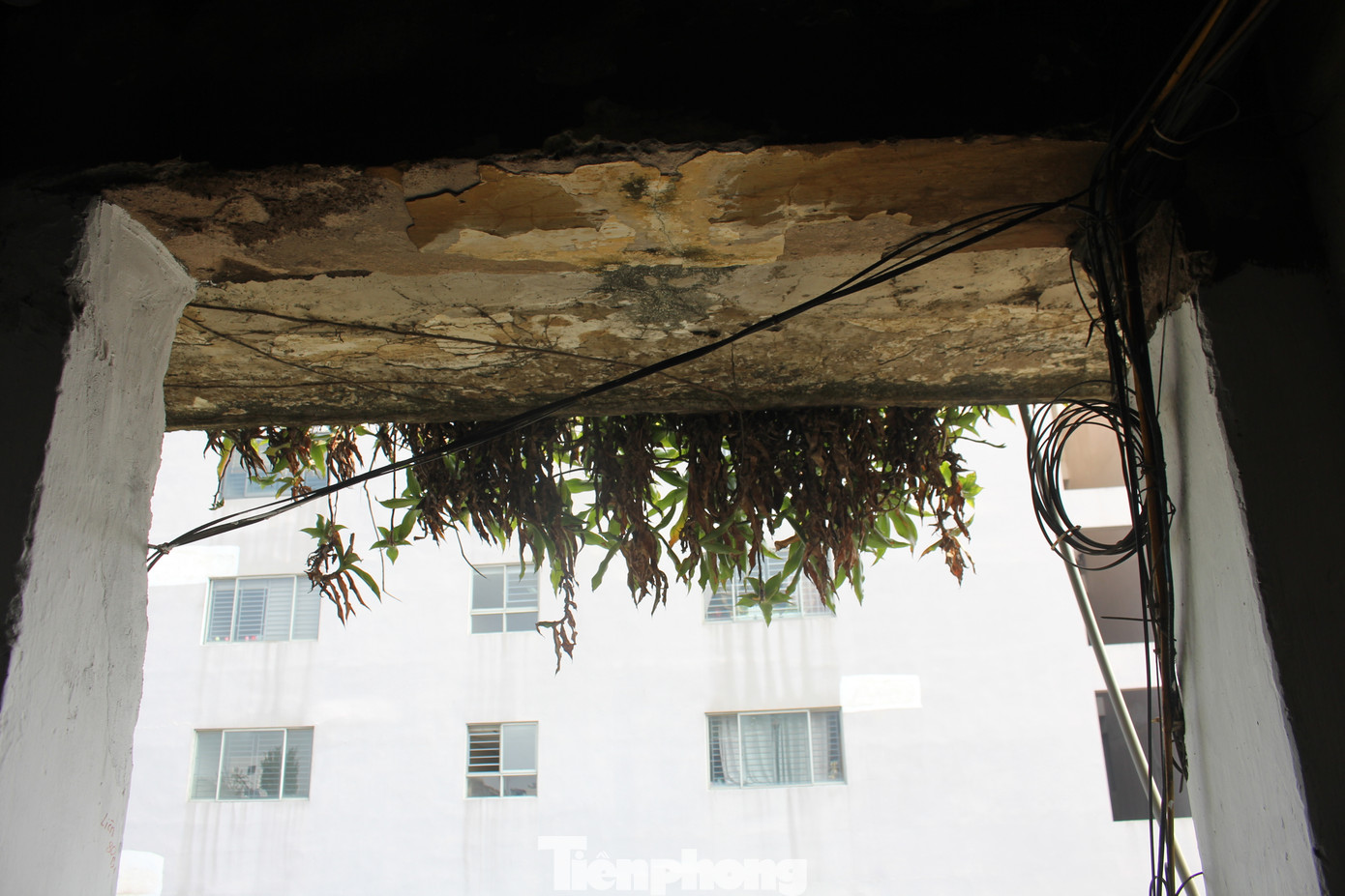 "Chúng tôi đã chời đợi KKT được cải tạo suốt 21 năm qua, kể từ ngày UBND TP giao Công ty Xây dựng và Phát triển nhà Hai Bà Trưng (nay là Công ty Cổ phần Đầu tư Xây dựng phát triển nhà số 7 Hà Nội) làm chủ đầu tư thực hiện dự án cải tạo. Hi vọng trong thời gian sớm nhất, KKT sẽ được đưa vào cải tạo để chúng tôi sớm được an cư lạc nghiệp", cư dân KKT Nguyễn Công Trứ bày tỏ mong muốn... "Chúng tôi đã chời đợi KKT được cải tạo suốt 21 năm qua, kể từ ngày UBND TP giao Công ty Xây dựng và Phát triển nhà Hai Bà Trưng (nay là Công ty Cổ phần Đầu tư Xây dựng phát triển nhà số 7 Hà Nội) làm chủ đầu tư thực hiện dự án cải tạo. Hi vọng trong thời gian sớm nhất, KKT sẽ được đưa vào cải tạo để chúng tôi sớm được an cư lạc nghiệp", cư dân KKT Nguyễn Công Trứ bày tỏ mong muốn...