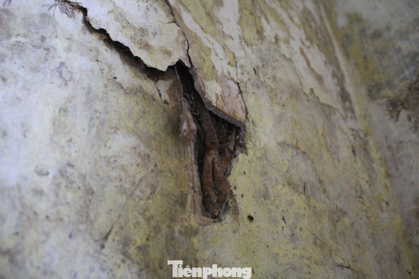 Do thời gian xây dựng lâu năm, các mảng tường trong KTT đều bị bong tróc, rễ cây ăn vào tường trong khi sắt thép gia cố bị hoen gỉ từ lâu. Do thời gian xây dựng lâu năm, các mảng tường trong KTT đều bị bong tróc, rễ cây ăn vào tường trong khi sắt thép gia cố bị hoen gỉ từ lâu.