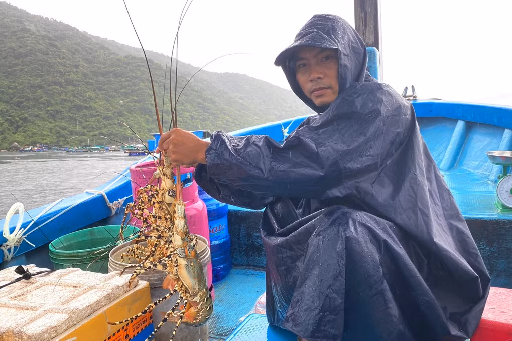 Dù giá tôm hùm bông giảm sâu nhưng không có người thu mua (Ảnh: Phú Khánh).