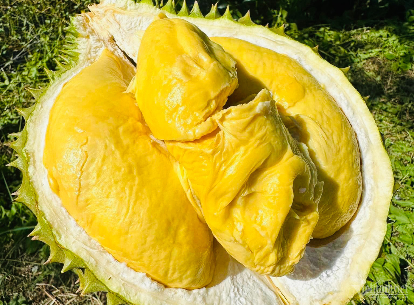 Vấn đề của sầu riêng Việt Nam hiện nay là chất lượng và thương hiệu (Ảnh: Mạnh Khương). Vấn đề của sầu riêng Việt Nam hiện nay là chất lượng và thương hiệu (Ảnh: Mạnh Khương).