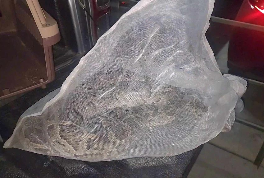 Con trăn đất dài 1,7 mét bò vào bãi xe chung cư trên địa bàn quận Bình Thạnh vài hôm trước. Ảnh: HT