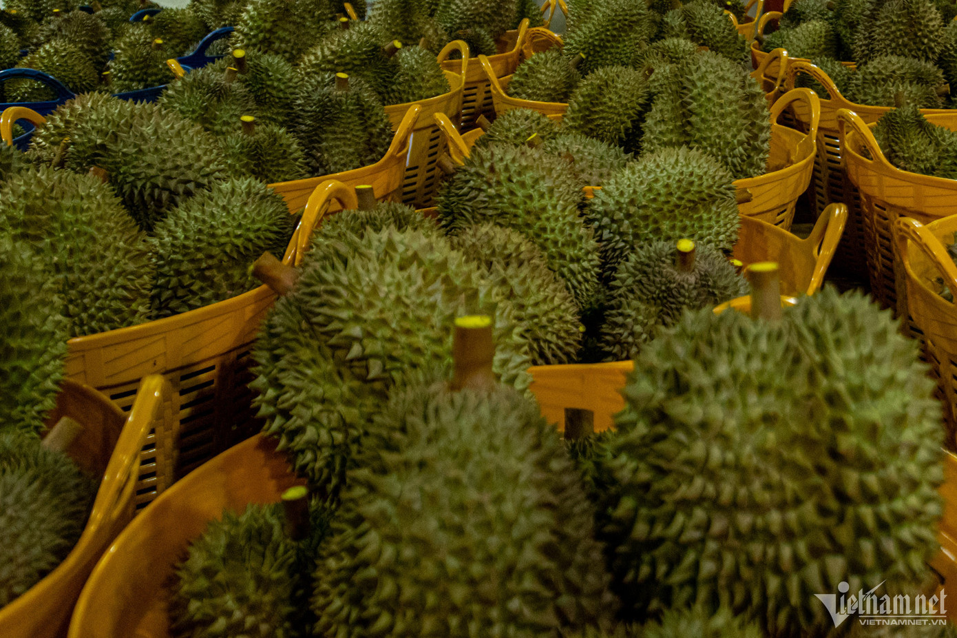 Quy mô thị trường sầu riêng được dự báo đạt 20 tỷ USD vào năm 2025 (Ảnh: Nguyễn Huế). Quy mô thị trường sầu riêng được dự báo đạt 20 tỷ USD vào năm 2025 (Ảnh: Nguyễn Huế).