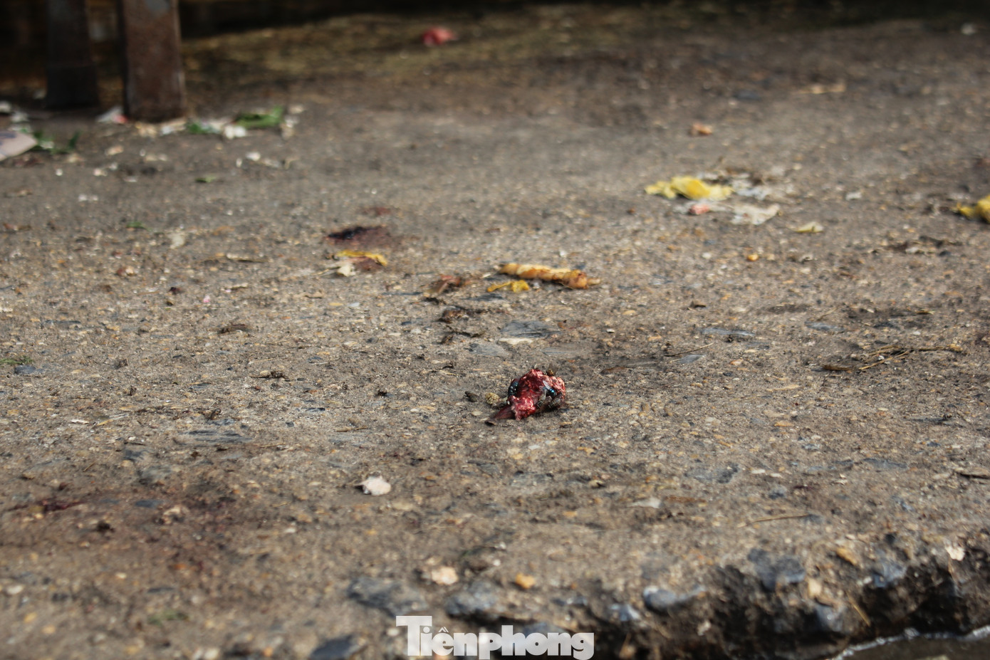 Đặc biệt, khu vực buôn bán thủy, hải sản được bố trí sơ sài, không được vệ sinh sạch sẽ, nước tù đọng nên sau mỗi buổi họp chợ, mùi hôi thối thu hút ruồi nhặng khắp nơi.