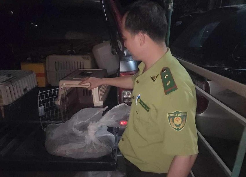 Con vật sau đó đã được bàn giao cho kiểm lâm đưa về cứu hộ, chăm sóc. Ảnh: HT