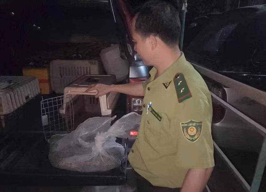 Con vật sau đó đã được bàn giao cho kiểm lâm đưa về cứu hộ, chăm sóc. Ảnh: HT Con vật sau đó đã được bàn giao cho kiểm lâm đưa về cứu hộ, chăm sóc. Ảnh: HT