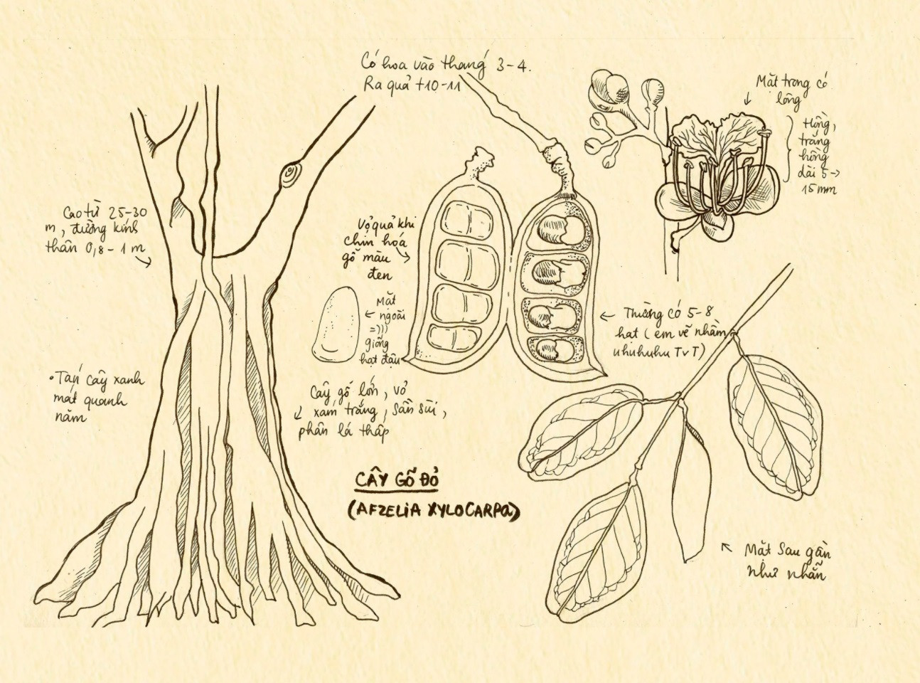 Đây là series một loạt hình nghiên cứu thực vật mà Pan đã vẽ trong thời gian làm trợ lý minh họa cho tác giả, họa sĩ Jeet Dzung Nguyễn, cuốn sách mang tên “Chang hoang dã – Gấu“. Đây là series một loạt hình nghiên cứu thực vật mà Pan đã vẽ trong thời gian làm trợ lý minh họa cho tác giả, họa sĩ Jeet Dzung Nguyễn, cuốn sách mang tên “Chang hoang dã – Gấu“.