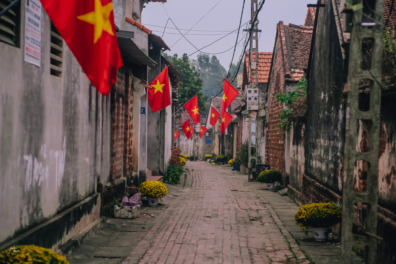 Con ngõ nhỏ rợp cờ hoa. Con ngõ nhỏ rợp cờ hoa.