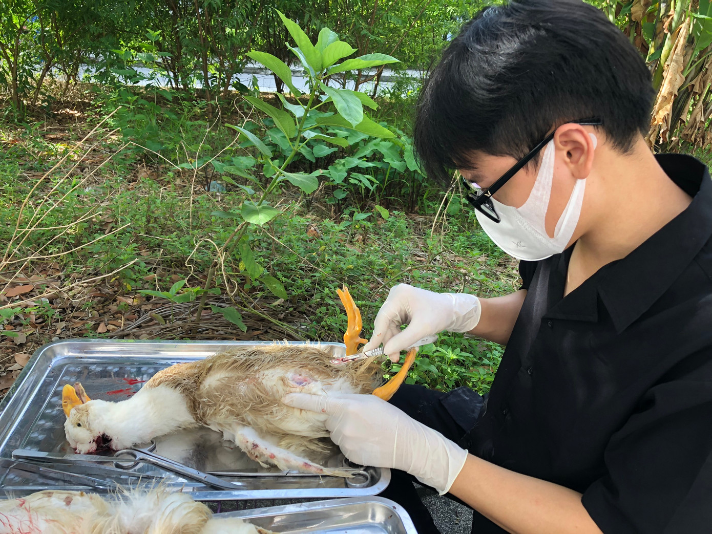 Quang Thành đi tiêm phòng vaccine cho gà vịt, công việc này giúp cải thiện tay nghề nâng cao kỹ năng nhìn nhận bệnh ở con vật. Quang Thành đi tiêm phòng vaccine cho gà vịt, công việc này giúp cải thiện tay nghề nâng cao kỹ năng nhìn nhận bệnh ở con vật.