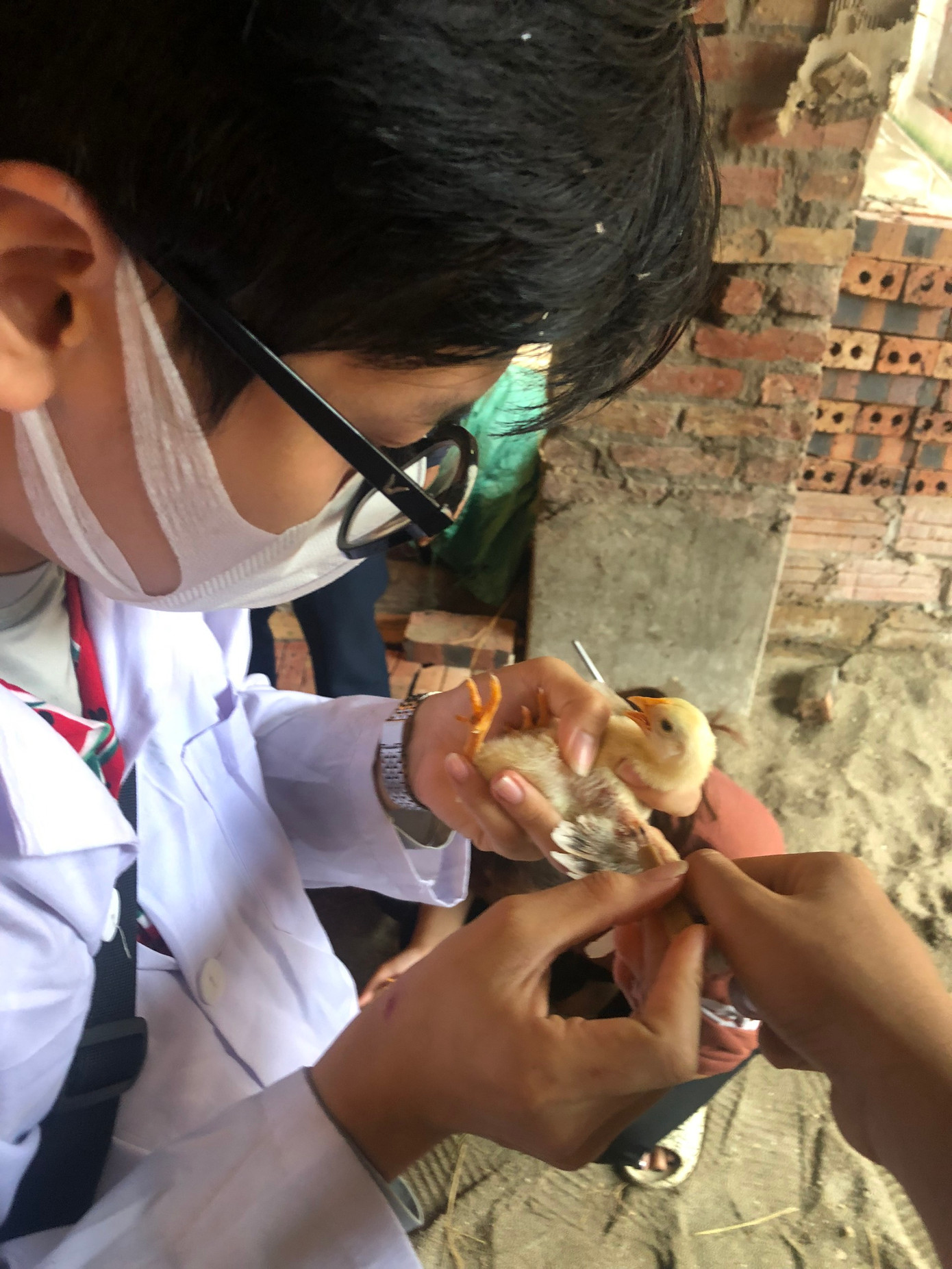 Quang Thành đi tiêm phòng vaccine cho gà vịt, công việc này giúp cải thiện tay nghề nâng cao kỹ năng nhìn nhận bệnh ở con vật. Quang Thành đi tiêm phòng vaccine cho gà vịt, công việc này giúp cải thiện tay nghề nâng cao kỹ năng nhìn nhận bệnh ở con vật.