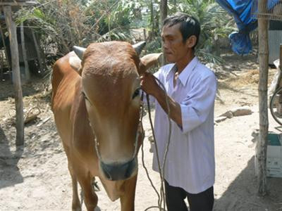 Ông Trần Văn Khổng đang xem bò. Ảnh: Tùng Huyên Ông Trần Văn Khổng đang xem bò. Ảnh: Tùng Huyên