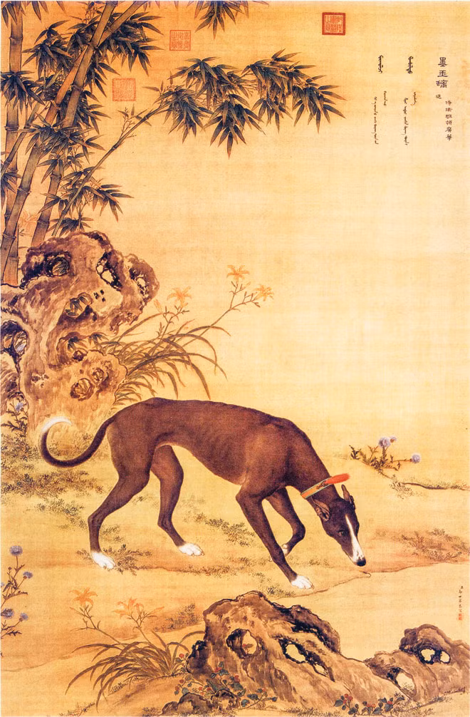 Ðàn chó săn của hoàng đế ảnh 6