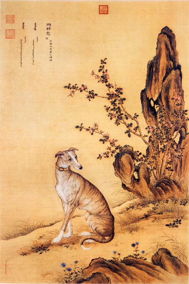 Ðàn chó săn của hoàng đế ảnh 5